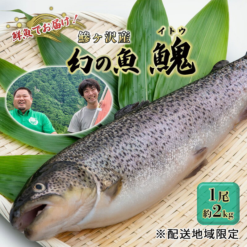 【ふるさと納税】鮮魚 幻の魚 1尾 約2kg イトウ 川魚 海鮮 お刺身 白神山地 配送地域限定 川のトロ サーモン 魚介類 刺し身 酒のつまみ お酒のつまみ 魚介 おかず おつまみ 青森県 鰺ヶ沢町