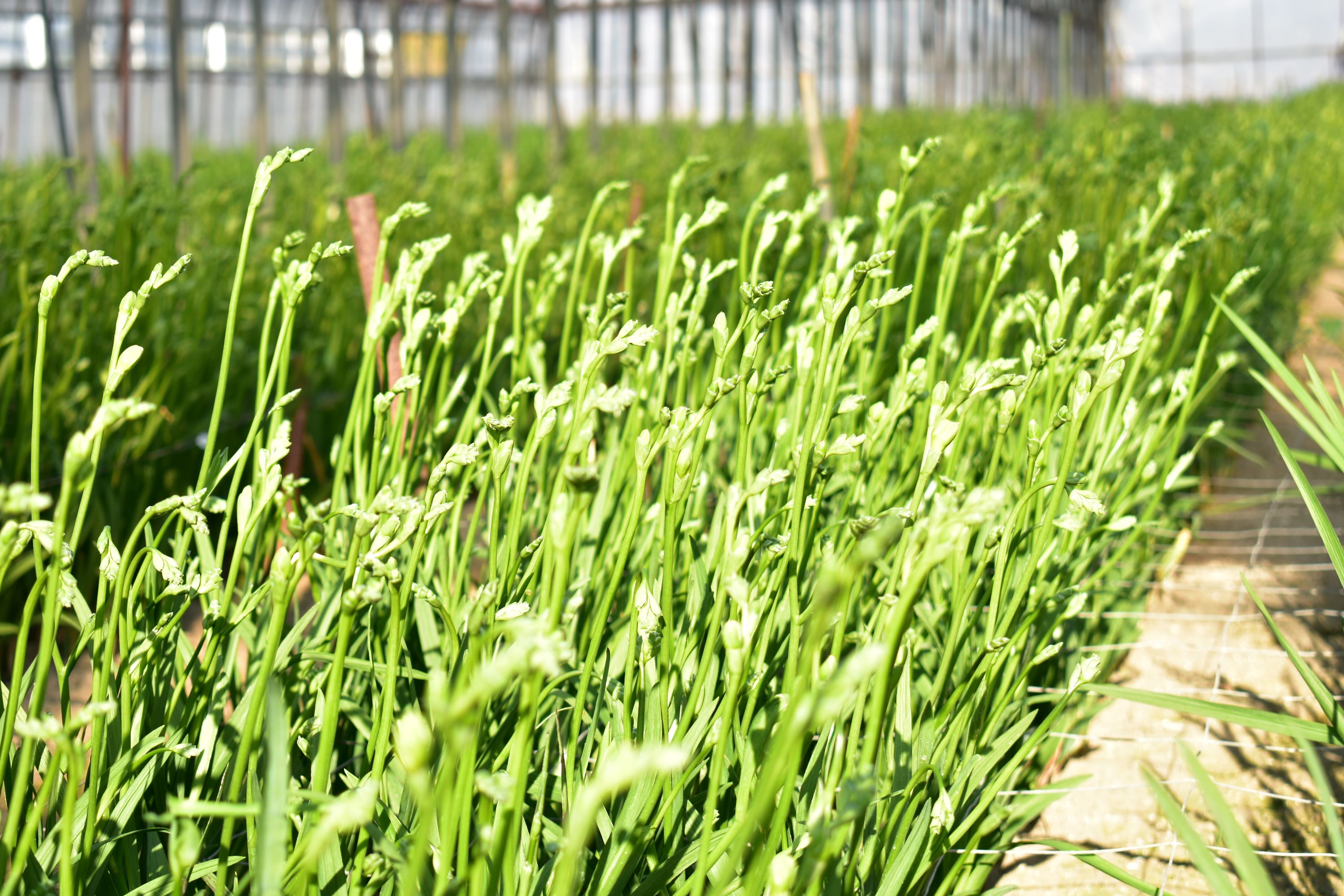  3月発送：優しい香り フリージア 黄色　100本 生産者直送 直送 生花 切り花 花 はな 春 先行予約 予約 茨城県 利根町