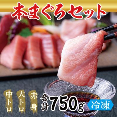 ふるさと納税 越前市 絶品!本マグロ セット 大トロ 250g + 中トロ 250g + 赤身 250g(すべて柵どり)