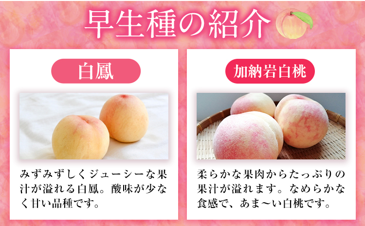 【令和7年度先行予約】岡山県産 白桃 （早生種） 約1.3kg （5〜6玉） クール便 晴れの国 おかやま館(漂流岡山) 《2025年7月上旬-8月中旬頃出荷》岡山県 浅口市 白桃 桃【配送不可地域あ