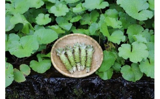 根わさび 真妻 200g (3～4 本)  【葵食品】 生産者直送 生 新鮮 岩手県 遠野市 特産 /刺身 お肉 ステーキ 薬味 わさび丼