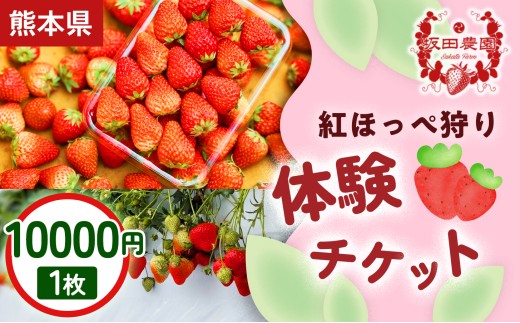 【家族・カップルにおすすめ！】熊本・玉名市のいちご狩り体験割引券 紅ほっぺ狩り体験チケット 10,000円×1枚 1セット | いちご狩り フルーツ狩り チケット 体験 体験チケット イベントチケット 自然体験 観光体験  期間限定 ギフト 贈答用 プレゼント 体験ギフト 熊本県 玉名市
