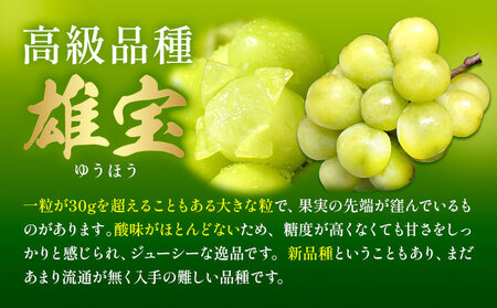 雄宝1房《8月下旬-9月下旬頃出荷予定》雄宝ぶどう果物フルーツ贈り物お取り寄せフルーツ 【配送不可地域あり】(離島)