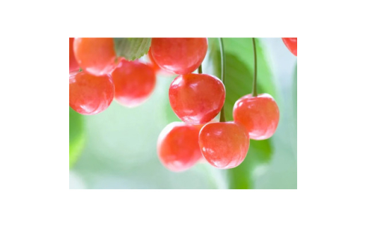 【2027年発送】フルーツ王国　信州中野産　さくらんぼ　佐藤錦　約300g(約100g×3パック)【1570432】