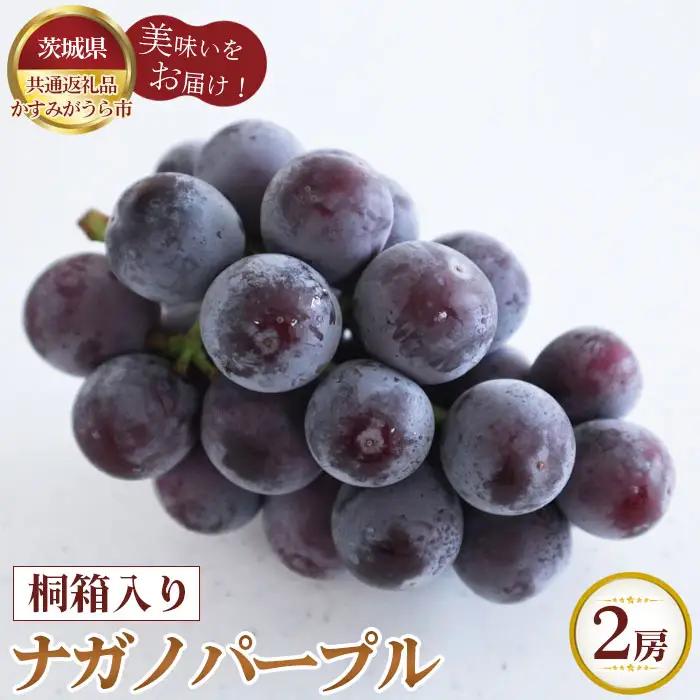 【先行予約】桐箱入りナガノパープル　2房【茨城県共通返礼品 かすみがうら市】 No.323