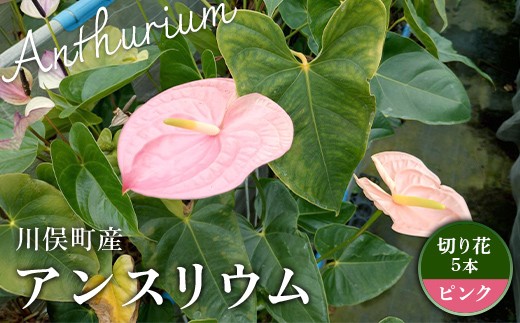 川俣町産 アンスリウム ピンク 福島県 ハウス 栽培 インテリア 自然 植物  花 切り花 FAF-0235