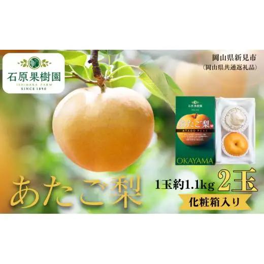 あたご梨 2玉 贈答 化粧箱 赤秀 約1.1kg玉【先行予約 2026年11月中旬から順次発送】