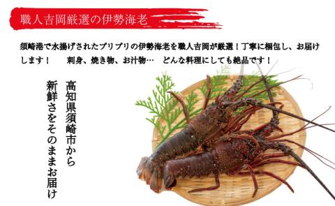 『吉岡の冷凍伊勢海老』 750g～850g