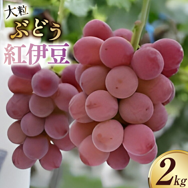【ふるさと納税】大粒ぶどう 紅伊豆 2kg以上 [さとう農園 山梨県 中央市 21471041] ぶどう ブドウ 葡萄 くだもの 果物 フルーツ