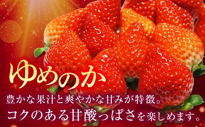  まとめ買い 人気 ギフト 食材 いちご イチゴ 苺  食べ比べ 果物 フルーツ
