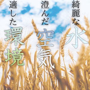 産地直送 米 こめ ご飯 ごはん  / 和歌山県産 キヌヒカリ 10kg(2023年産) 【sml100A】