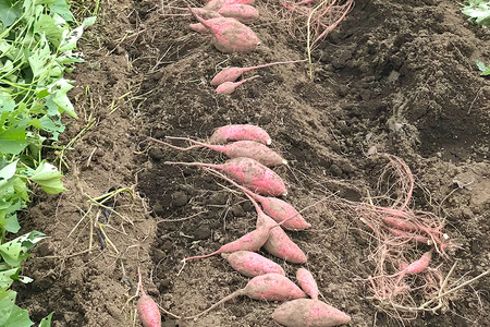 【京阪百貨店厳選】茨城県産ほしあかね 10kg [サイズ無選別品] 芋 さつま芋 サツマイモ さつまいも B18-012