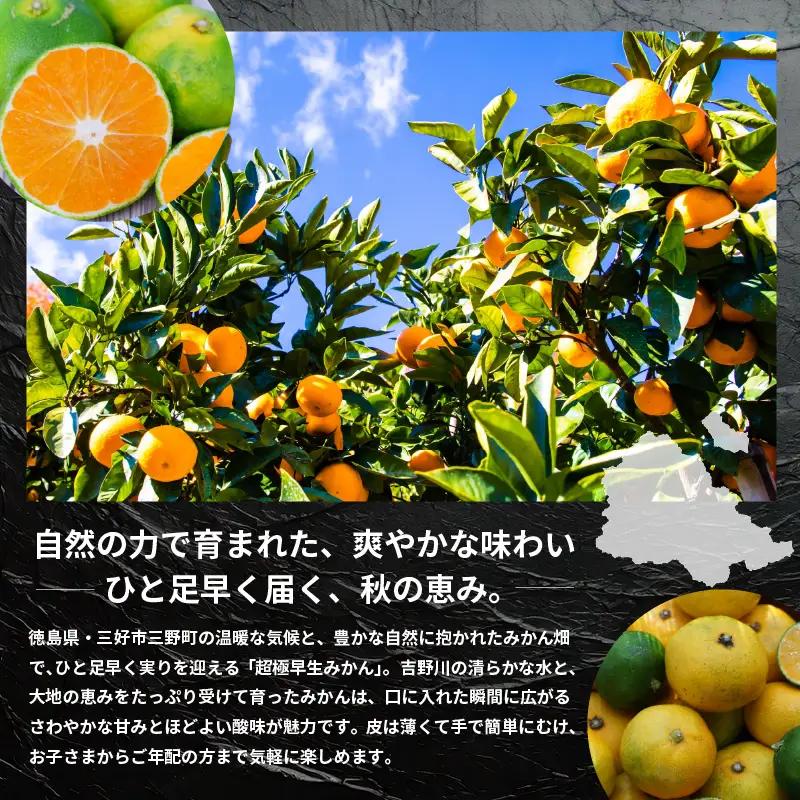 〈 先行予約 〉みかん 5kg 超極早生みかん 【 柑橘 】