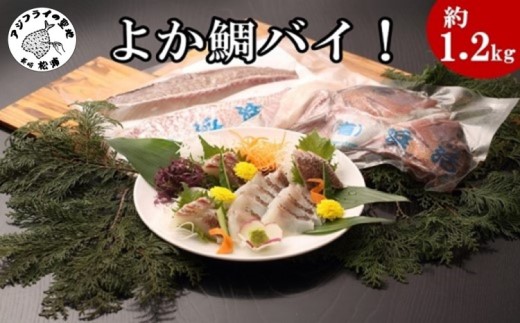 真鯛1匹柵どり済みで刺身・焼物・煮物に扱いやすさ抜群！よか鯛バイ！( 鯛 タイ 真鯛 マダイ 刺身 煮付け 煮つけ 焼き物 焼き魚 簡単調理 )【B8-010】