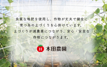 【先行予約】四川きゅうり 1.5kg 本田農園 野菜 ギフト | 石川県 小松市 本田農園
