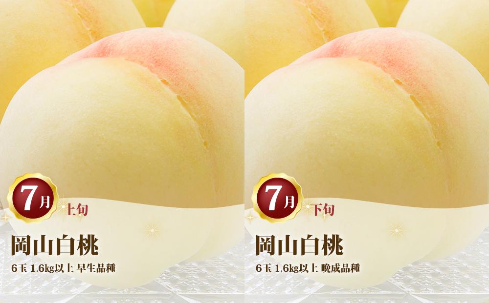 桃 定期便 2024年 先行予約 岡山 の 白桃 6玉 合計1.6kg以上×2回 お届け 化粧箱入り もも モモ 岡山産 国産 フルーツ 果物 ギフト 