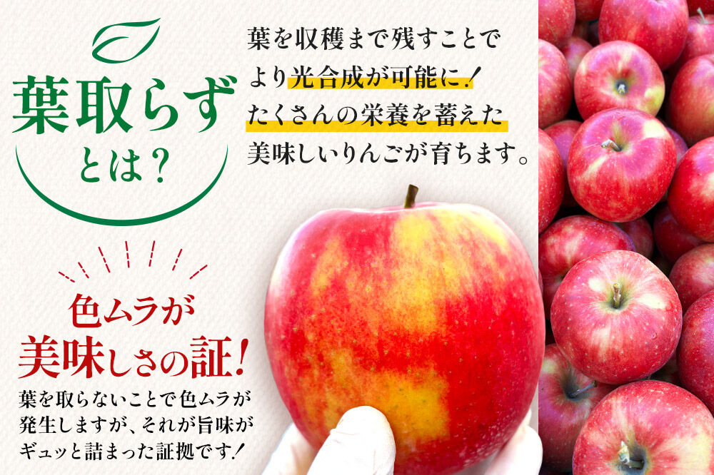【26年11月下旬～発送】りんご 葉とらず サンふじ【家庭用】約3kg【先行受付】カワムラファーム 青森県 弘前市 果物 フルーツ 林檎 リンゴ くだもの 不揃い 規格外 [先行予約 産地直送 アップル おいしい 果実 美味 甘い 赤色]