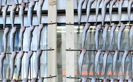 先行予約 厚岸産丸干しコマイ 190g×5パック 干物 コマイ
