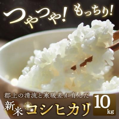 ふるさと納税 郡上市 令和7年産 郡上産こしひかり 10kg