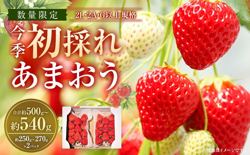 
            今季初採れあまおう 2パック 【数量限定】 【2025年12月上旬～2026年1月下旬発送予定】 あまおう いちご イチゴ 苺 フルーツ 果物 初採れ 国産 福岡県産 福岡県 遠賀町 冷蔵 
          