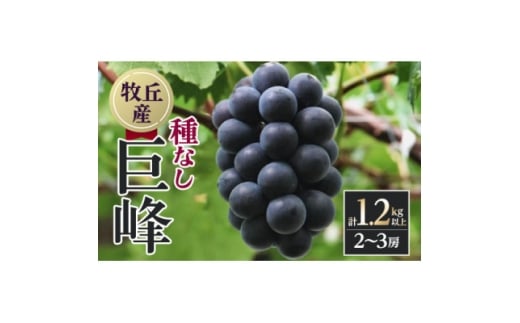 ＜2026年発送　先行受付＞山梨直送!!種なし巨峰2～3房(1.2kg以上)【1695493】