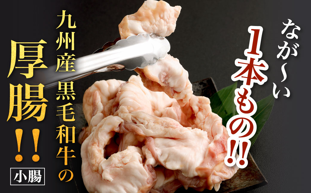1本焼き 激厚 ホルモン 厚腸版 新鮮 ホルモン 塩ホルモン モツ もつ 牛モツ 牛もつ ぷりぷり 旨味 黒毛和牛 小腸 腸壁 真空パック 国産 九州産 冷凍