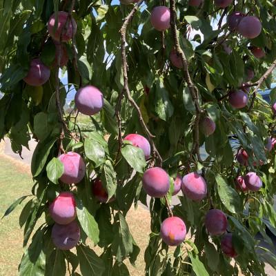 ふるさと納税 南アルプス市 南アルプス市 真夏の高級すもも「太陽」合計約2.4kg 貴陽の産みの親 農園直送　 |  | 01