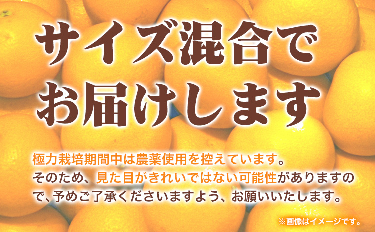 厳選 樹上完熟 はっさく 八朔 みかん 1kg+250g（傷み補償） 傷み補償分 池田鹿蔵農園 @日高町《4月上旬-5月下旬頃出荷》和歌山県 日高町 送料無料 はっさくみかん ハッサク 厳選八朔みかん