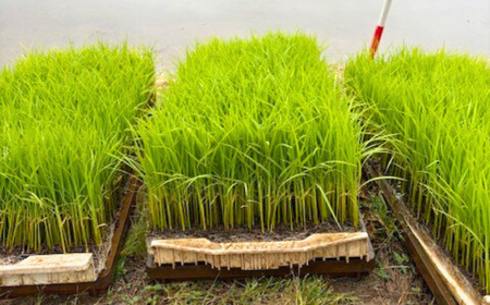 無洗米 先行予約 新之助 無洗米 3kg  無洗米 新潟県三条市産 令和7年産 無洗米 2025年産 無洗米