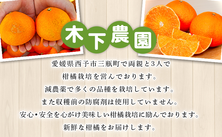 ＜木下さんちの不知火 家庭用 約4kg（大中小混み）＞『2027年3月に順次出荷予定』柑橘 しらぬい でこぽん デコポン ご自宅 みかん ミカン 蜜柑 果物 くだもの フルーツ 果実 特産品 木下農園