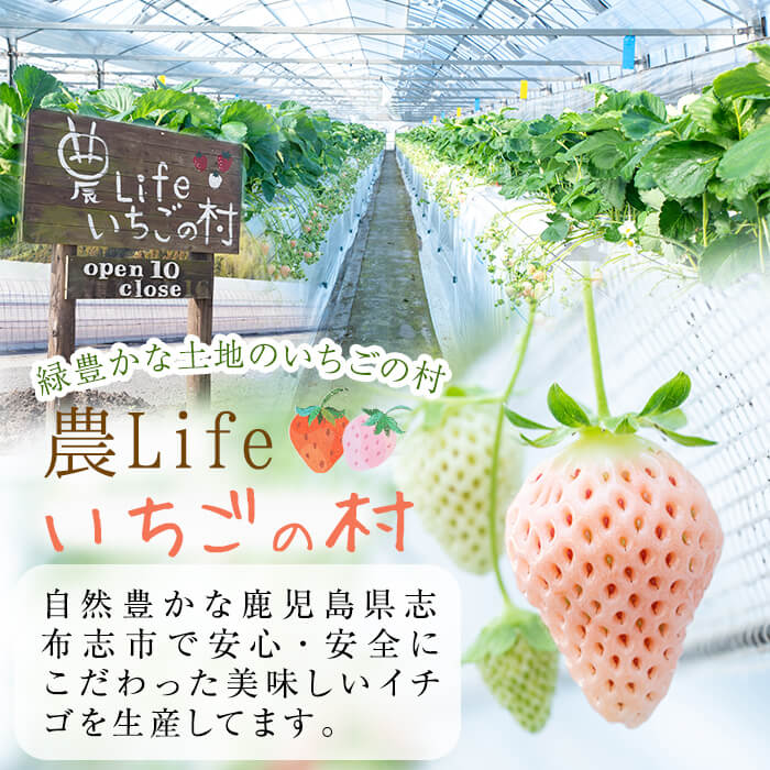 ＜先行予約受付中！R6年12月中旬以降配送予定＞鹿児島県産いちご！特別栽培農産物 いちごの村から朝摘み「淡雪」4Pセット(計1kg・約270g×4P) b5-045