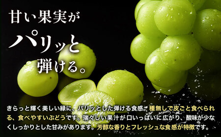 【2026年発送】シャインマスカット 晴王 700g  彩美菜果 シャインマスカット