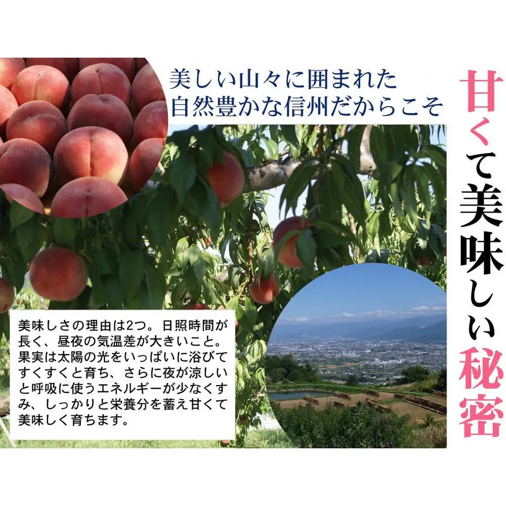 【※2027年7月以降発送分　先行受付】桃 6kg(長野市川中島の桃農家を応援プロジェクト) | 桃　もも