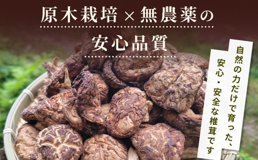 無農薬 原木栽培 肉厚 とよくに清流 ほししいたけ 80ｇ しいたけ 椎茸 シイタケ 原木椎茸 野菜 きのこ 無農薬栽培 干ししいたけ 乾燥しいたけ 干し椎茸 バーベキュー お試し 煮物 -244