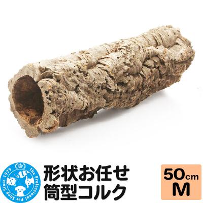 ふるさと納税 邑楽町 形状お任せ 筒型コルク Mサイズ 長さ50cm エアプランツ|09_chm-cl0101cc