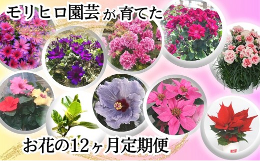 モリヒロ園芸が育てたお花の12ヶ月定期便 植物 