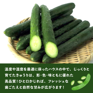 きゅうり 新鮮 朝採れ 18本入り きゅうり きゅうり きゅうり きゅうり きゅうり
