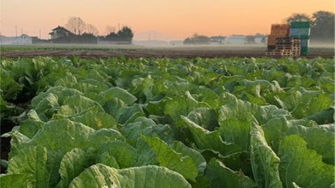 【国産素材】生産量日本一！八千代町の白菜を使った ジューシー白菜餃子 50個（冷凍）ぎょうざ 冷凍餃子 惣菜 中華 点心 お取り寄せ ギョーザ ギョウザ 小分け おつまみ [BN005ya]