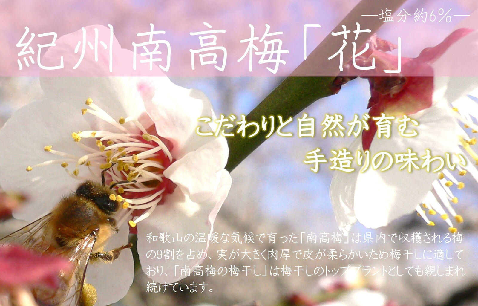 【定期便・3ヵ月毎 全3回】紀州南高梅 「花」 850g ［YM8］