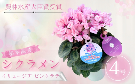 【先行予約】シクラメン イリュージア ピンクラテ 4号鉢 花ギフト 根本園芸 | 福島県 南相馬市 農林水産大臣賞
