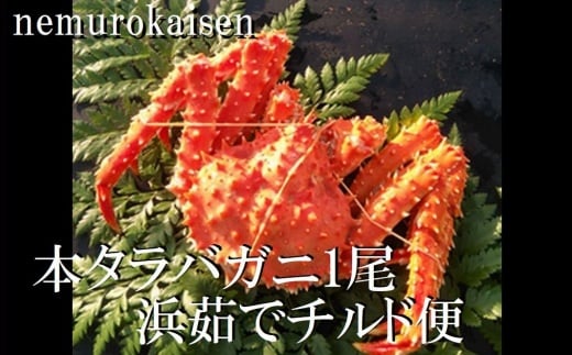 C-57060 【北海道根室産】(チルド便)本タラバガニ700g前後×1尾