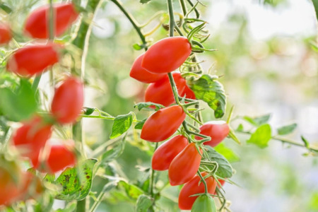 トマトジュース Greens Farm Yamazaki　朝日のトマトジュース6本セット | 180ml トマトジュース トマトジュース トマトジュース トマトジュース トマトジュース トマトジュース