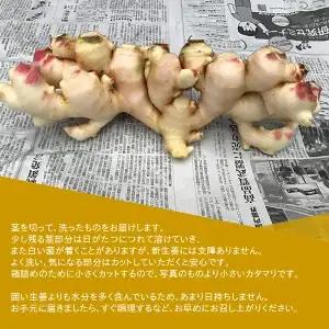 【先行予約・11月発送】 新生姜 2kg 高知県産 農家直送 期間限定 秋限定 旬 しょうが