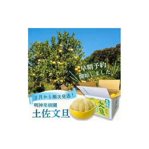 【早期予約開始 2027年2月頃より順次発送】  文旦 土佐文旦 10kg L サイズ 優品 贈答 果物 フルーツ 文旦 ぶんたん ブンタン 浦ノ内 みかん 蜜柑 柑橘 分担 旬 時期 数量限定 期間