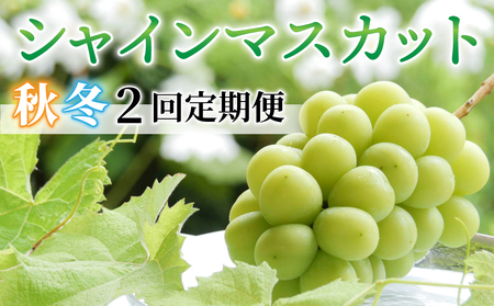 【2回定期便】（2026年発送先行予約）シャインマスカット秋＆冬お届け便