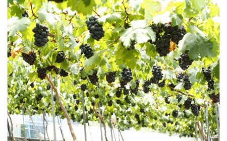 岡山県産 種無し ピオーネ2房（約1.2kg）【2025年8月下旬～9月中旬発送予定】（いばら愛菜館）