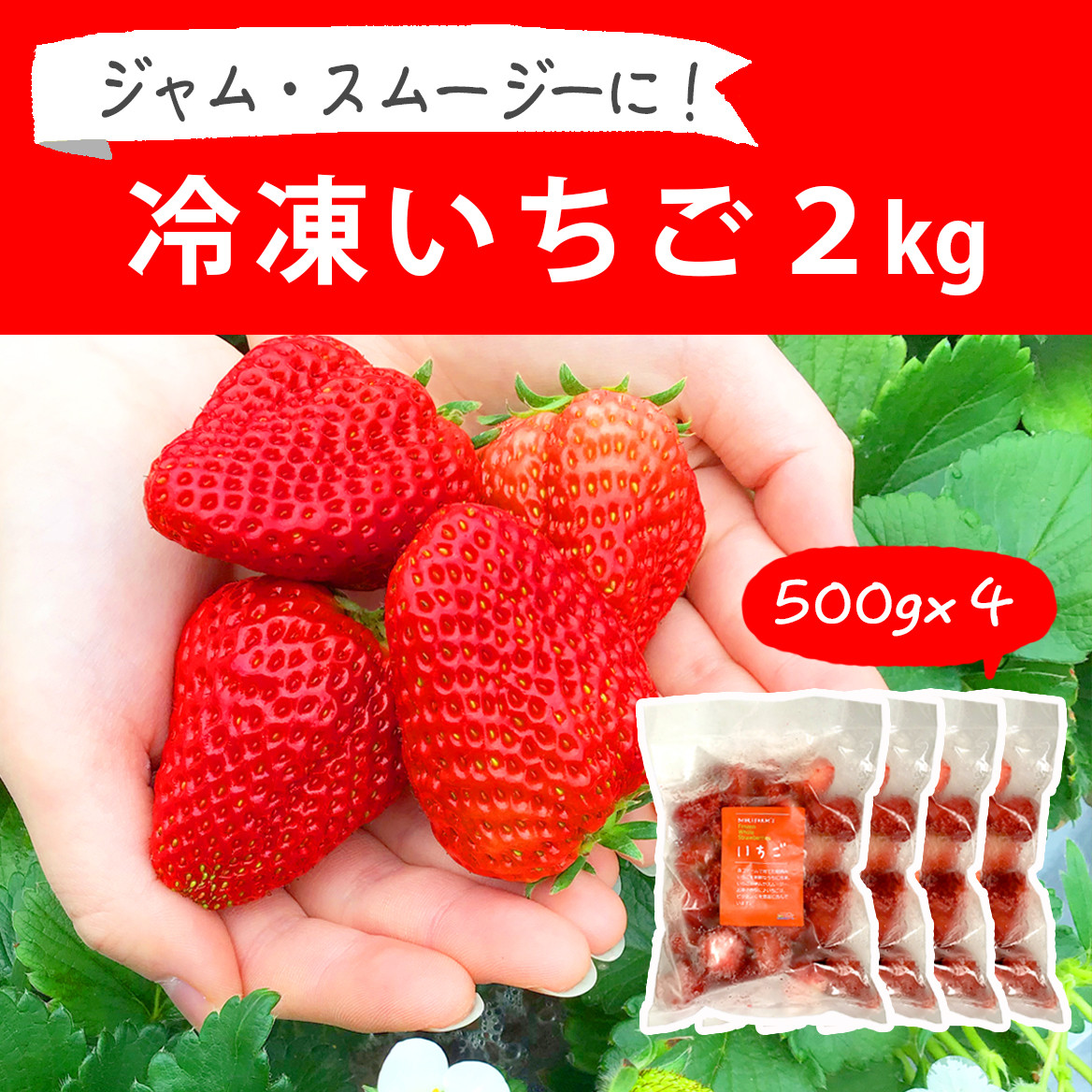 
                  摘みたて！便利な小分け！冷凍いちご2kg(500g×4) | いちご 苺 イチゴ 2キロ 冷凍 フルーツ 小分け おいしい ジャム スムージー かき氷 いばらキッス 紅ほっぺ よつぼし 恋みのり 贈答 贈り物 プレゼント 茨城県 古河市 直送 農家直送 産地直送 送料無料 _BI09
                