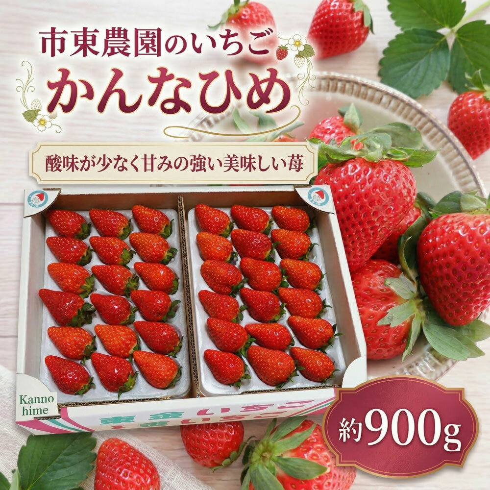 【ふるさと納税】 4月収穫 苺 かんなひめ 約900g いちご 完熟 イチゴ ichigo itigo フルーツ 新鮮 かんな姫 カンナヒメ ふるーつ くだもの 果物 旬 甘い くだもの 大粒 朝採れ 数量限定 プレゼント ギフト 朝食 スイーツ 酸味 甘味 国産 贈答用 家庭用 市東農園 千葉 東金