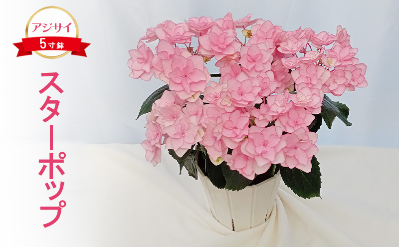 【先行予約】アジサイ スターポップ ｜ 花 あじさい 紫陽花 5寸鉢 八重咲 ギフト 鹿沼市 栃木県 ※2026年4月下旬～5月下旬頃に順次発送予定