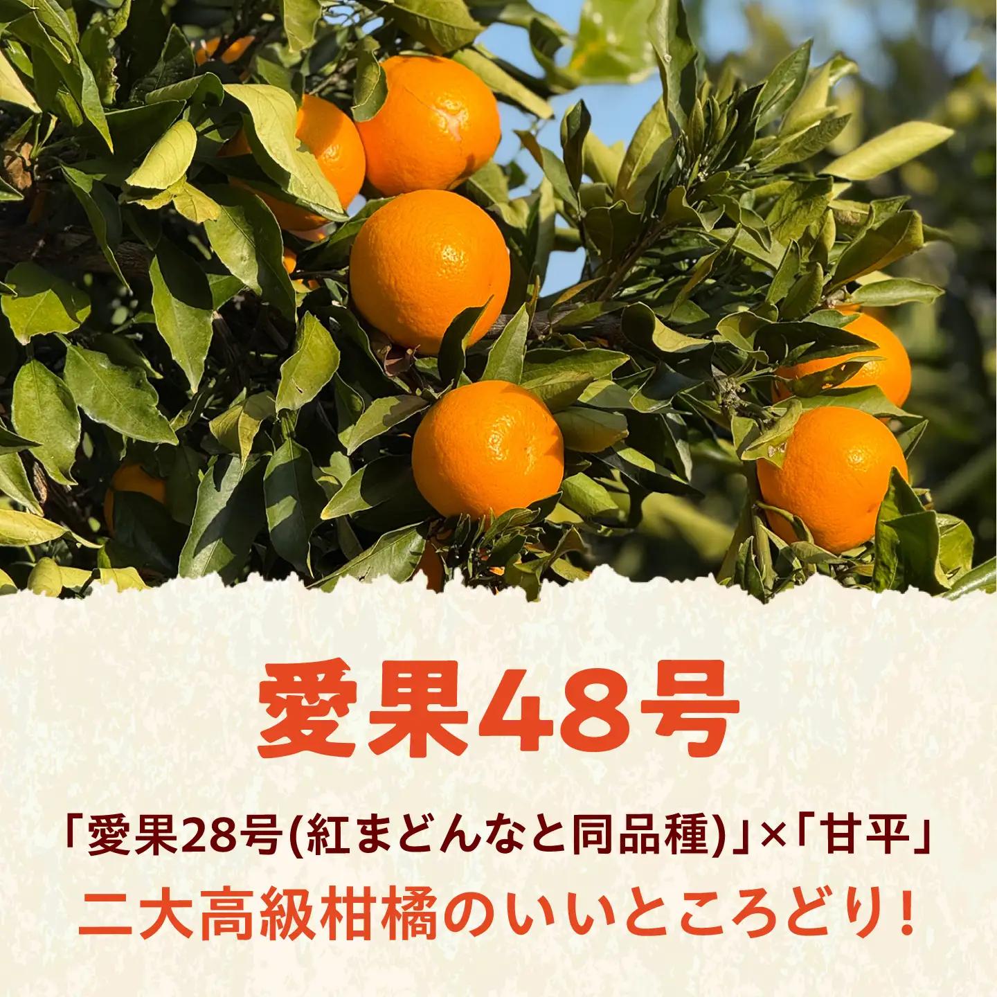 みかん 訳あり 愛果48号 約5kg サイズ不揃い【3月中旬から4月下旬まで順次発送】/ フルーツ 果物 蜜柑 ミカン オレンジ 訳あり 訳アリ 小玉 甘い 先行予約 5kg 愛媛 / 愛媛県砥部町/